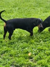 Chiots d'apparence Chien courant slovaque à vendre chez l'éleveur LES KOPOV DE LA GARE