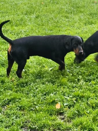 Image de la portée de chiot de l'élévage LES KOPOV DE LA GARE