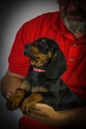 Image de la portée de chiot de l'élévage LES KOPOV DE LA GARE