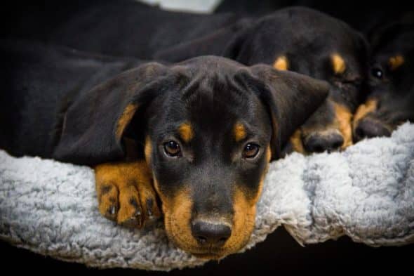 Image de la portée de chiot de l'élévage LES KOPOV DE LA GARE