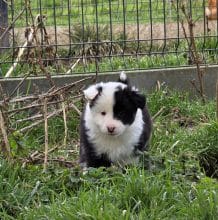 Chiots d'apparence Chien de berger Islandais à vendre chez l'éleveur LEIMGRABEN COON’S