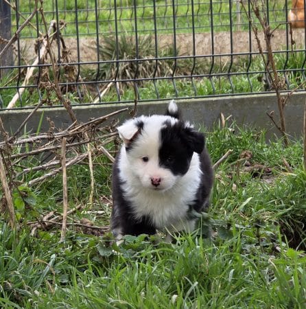 Image de la portée de chiot de l'élévage LEIMGRABEN COON’S