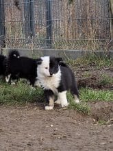 Chiots d'apparence Chien de berger Islandais à vendre chez l'éleveur LEIMGRABEN COON’S