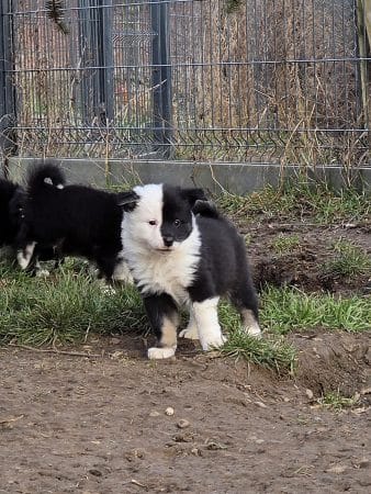 Image de la portée de chiot de l'élévage LEIMGRABEN COON’S