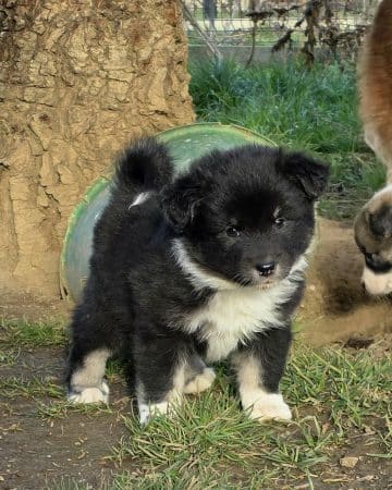 Image de la portée de chiot de l'élévage LEIMGRABEN COON’S