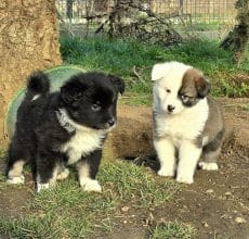 Chiots d'apparence Chien de berger Islandais à vendre chez l'éleveur LEIMGRABEN COON’S