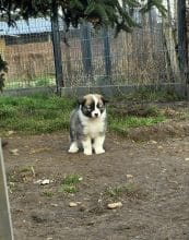 Chiots d'apparence Chien de berger Islandais à vendre chez l'éleveur LEIMGRABEN COON’S