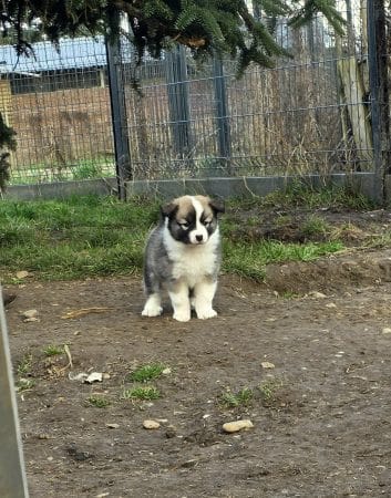 Image de la portée de chiot de l'élévage LEIMGRABEN COON’S