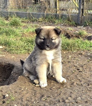 Image de la portée de chiot de l'élévage LEIMGRABEN COON’S