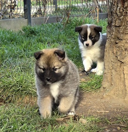 Image de la portée de chiot de l'élévage LEIMGRABEN COON’S