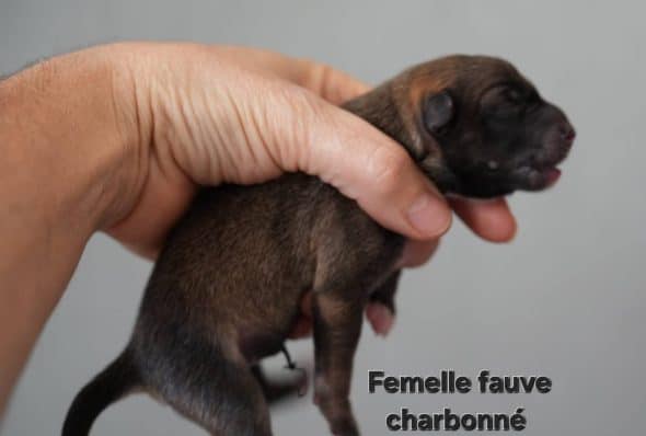 Image de la portée de chiot de l'élévage LEIMGRABEN COON’S