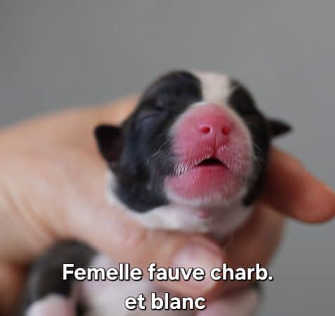 Image de la portée de chiot de l'élévage LEIMGRABEN COON’S