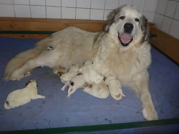 Image de la portée de chiot de l'élévage COCKENPOT BENOIT