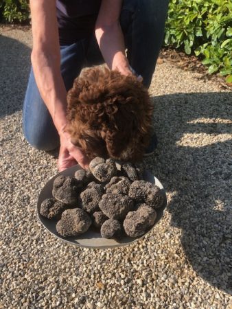 Image de la portée de chiot de l'élévage ODDON MYRIAM