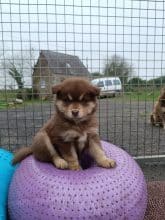 Chiots de race Chien finnois de Laponie à vendre chez l'éleveur DEMANCE AGNES