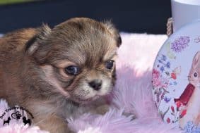 Chiots de race Chihuahua à vendre chez l'éleveur MARECHAL NANCY