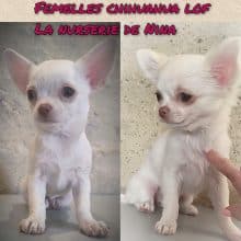 Chiots de race Chihuahua à vendre chez l'éleveur LA NURSERIE DE NINA