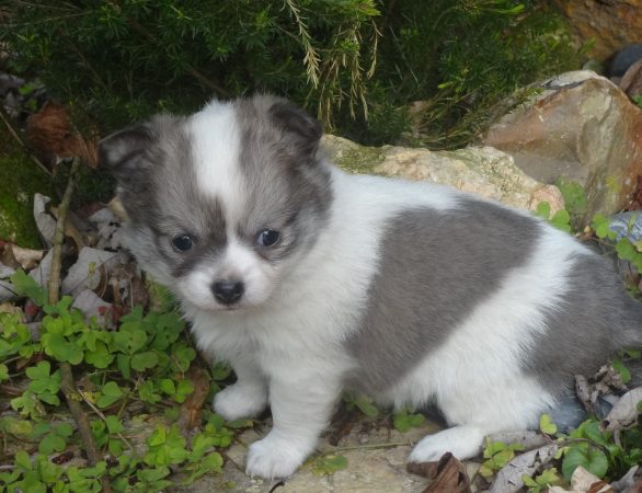 Image de la portée de chiot de l'élévage DOMAINE DES TROIS FEES