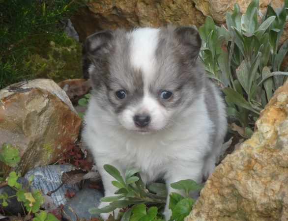 Image de la portée de chiot de l'élévage DOMAINE DES TROIS FEES