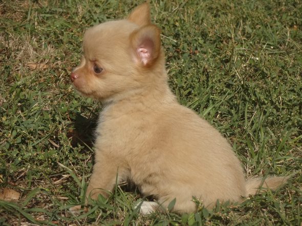 Image de la portée de chiot de l'élévage DOMAINE DES TROIS FEES