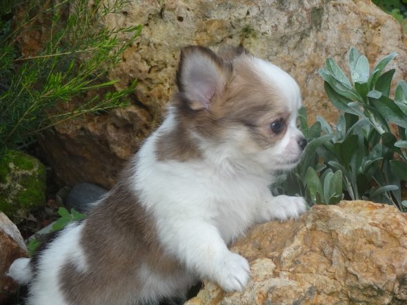 Image de la portée de chiot de l'élévage DOMAINE DES TROIS FEES