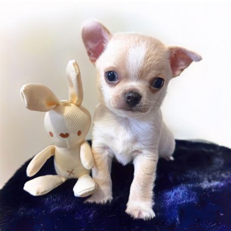 Image de la portée de chiot de l'élévage LES CHIHUAHUAS DE CHLOE