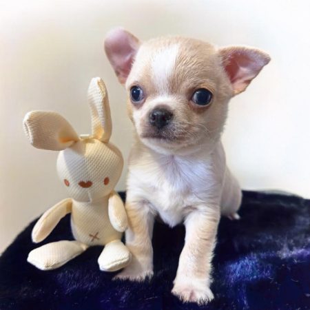 Image de la portée de chiot de l'élévage LES CHIHUAHUAS DE CHLOE