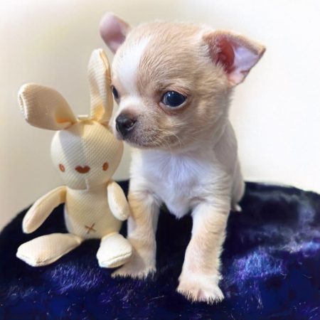 Image de la portée de chiot de l'élévage LES CHIHUAHUAS DE CHLOE