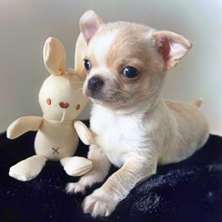 Image de la portée de chiot de l'élévage LES CHIHUAHUAS DE CHLOE