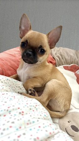 Image de la portée de chiot de l'élévage LES CHIHUAHUAS DE CHLOE