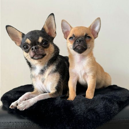 Image de la portée de chiot de l'élévage LES CHIHUAHUAS DE CHLOE