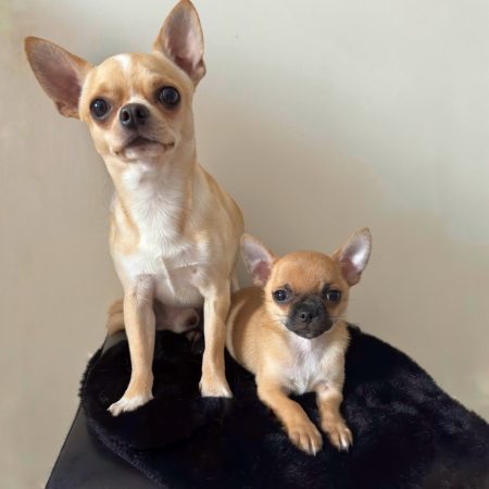 Image de la portée de chiot de l'élévage LES CHIHUAHUAS DE CHLOE