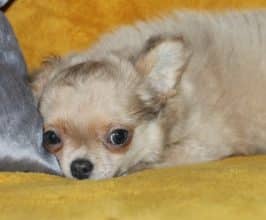 Chiots de race Chihuahua à vendre chez l'éleveur DEVILLE CATHERINE