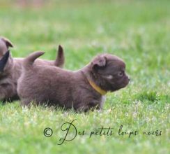 Chiots de race Chihuahua à vendre chez l'éleveur LEMONSU KARINE