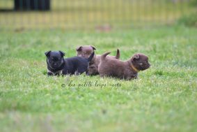 Chiots de race Chihuahua à vendre chez l'éleveur LEMONSU KARINE