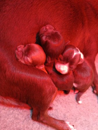 Image de la portée de chiot de l'élévage LES PERLES DES DUNES