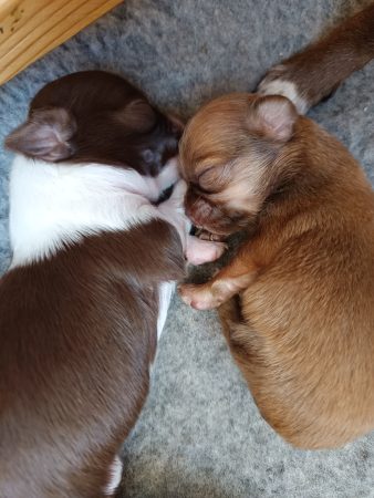 Image de la portée de chiot de l'élévage LES PERLES DES DUNES