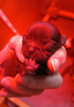 Image de la portée de chiot de l'élévage LES PERLES DES DUNES