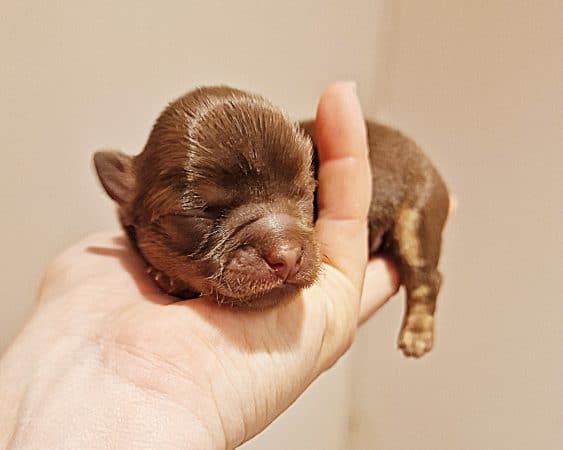 Image de la portée de chiot de l'élévage ELEVAGE DES ELFES LIBRES