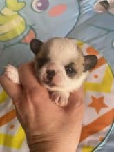 Chiots d'apparence Chihuahua à vendre chez l'éleveur MME HERBAUX AURORE