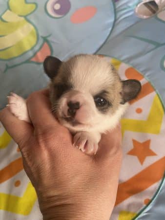 Image de la portée de chiot de l'élévage MME HERBAUX AURORE