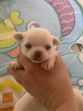 Image de la portée de chiot de l'élévage MME HERBAUX AURORE