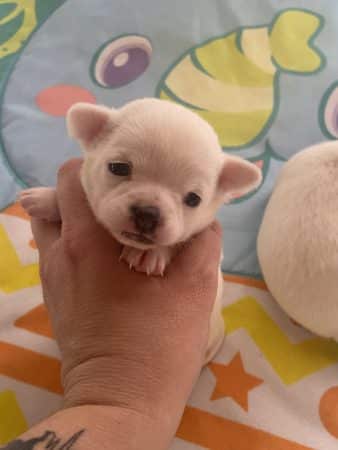 Image de la portée de chiot de l'élévage MME HERBAUX AURORE