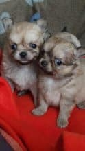 Chiots d'apparence Chihuahua à vendre chez l'éleveur DOMAINE DES TROIS FEES