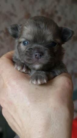 Image de la portée de chiot de l'élévage DOMAINE DES TROIS FEES