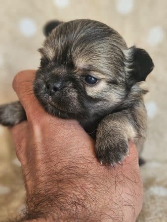 Image de la portée de chiot de l'élévage DOMAINE SAN SEBASTIAN