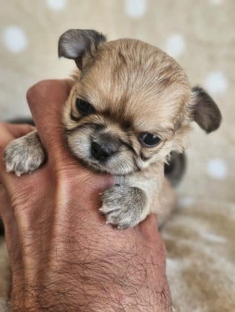 Image de la portée de chiot de l'élévage DOMAINE SAN SEBASTIAN