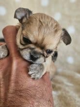 Chiots de race Chihuahua à vendre chez l'éleveur DOMAINE SAN SEBASTIAN