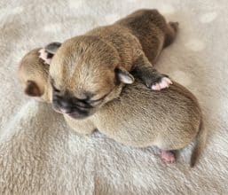 Chiots de race Chihuahua à vendre chez l'éleveur DOMAINE SAN SEBASTIAN