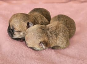 Chiots de race Chihuahua à vendre chez l'éleveur DOMAINE SAN SEBASTIAN